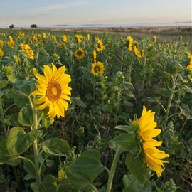 One Year Wild Bird with Sunflowers (CAHL2)